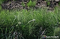 VBS_5270 - La solita strada... il grano da crescere, i campi da arare...
